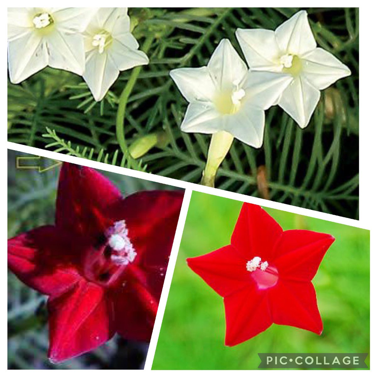 ヒロミ 毎日の生活に1輪の誕生花を添えて S Tweet 皆さんおはようございます 8月10日の誕生花 ルコウソウ 縷紅草 花言葉 元気 常に愛らしい 世話好き 細い糸 縷 のような葉と紅色の花 を咲かせる様子から 縷紅草 ツルを伸ばして周囲