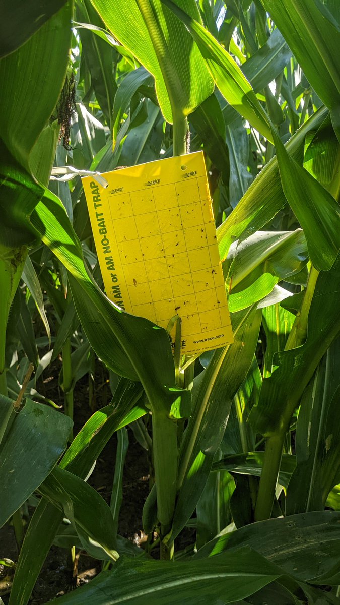 TravisRunge's tweet photo. Week 3 no rootworms
#Sweepstakes #contest #rootwormwatch @BayerTraits #dkc https://t.co/4hAtxqlKnF