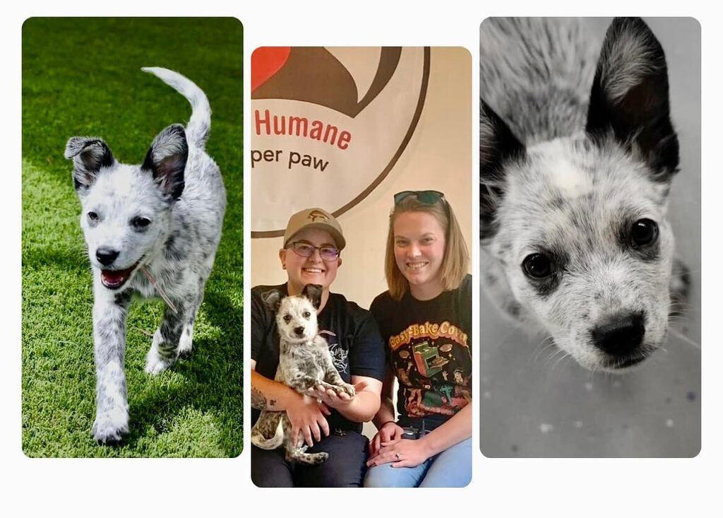 EspanolaHumane's tweet photo. They don’t make ‘em much cuter 😍 Song is named for @jkimisyellow ‘s Song Liling of the Santa Fe Opera’s world premier “M. Butterfly.” Song was just adopted from our Puppy Patch at Ojo Santa Fe resort - she has a few siblings left!

We are naming our … https://t.co/qHgjPgsDSD https://t.co/jFX4jbKrmP