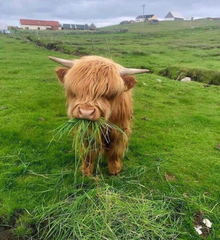 Young Scottish Highland, the cutest cows ever