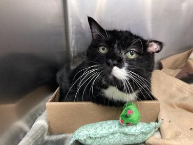 NYCDEATHROWCATS's tweet photo. HOSPICE - 17 year old Cassie is looking for her retirement home! Owner request for euthanasia. Severe dental disease, HL muscle atrophy, matted coat, hx aural hematoma. Bloodwork unremarkable. Seek hospice home with a sunny spot in a window

https://t.co/0Nj8p4AQjc https://t.co/eyafeFlf8O