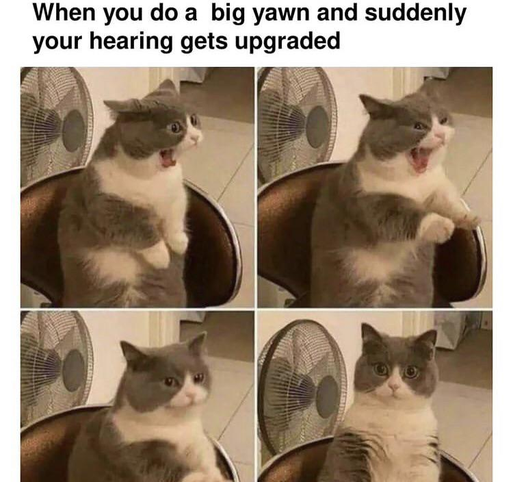WholesomeMeme's tweet photo. https://t.co/fSIhR2z2yf