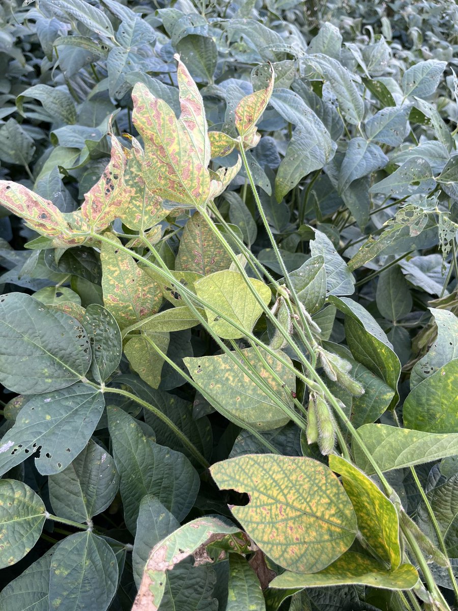 baldpathologist's tweet photo. Black, brittle, dry rotted roots, and interveinal chlorosis in August generally means taproot decline in the Mid-southern U.S. @MSSoybean #mscrops https://t.co/5TrsPTcIWl