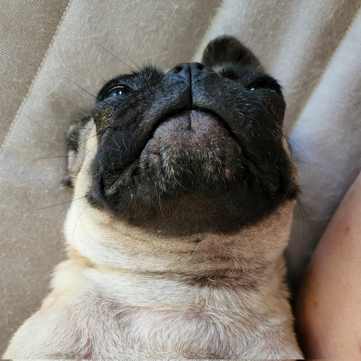 funaek's tweet photo. Pika has a butt chin! #pikapug #alienpug https://t.co/KuVMOF3dVS
