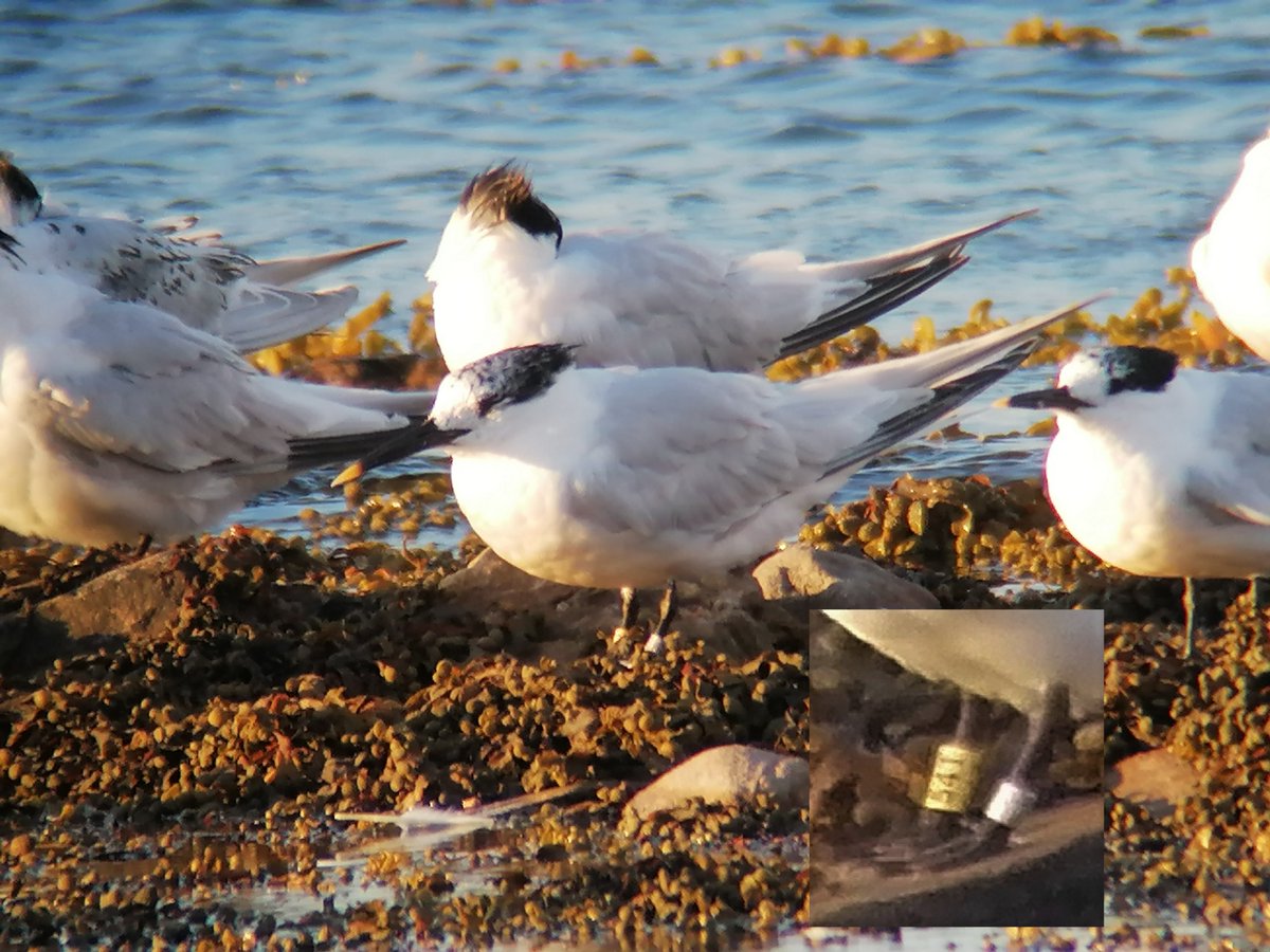 Stephen Welch tweet media