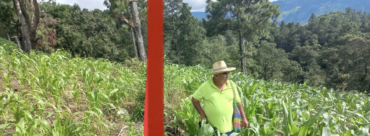 ¿Cuál es el #maíznutritivo?