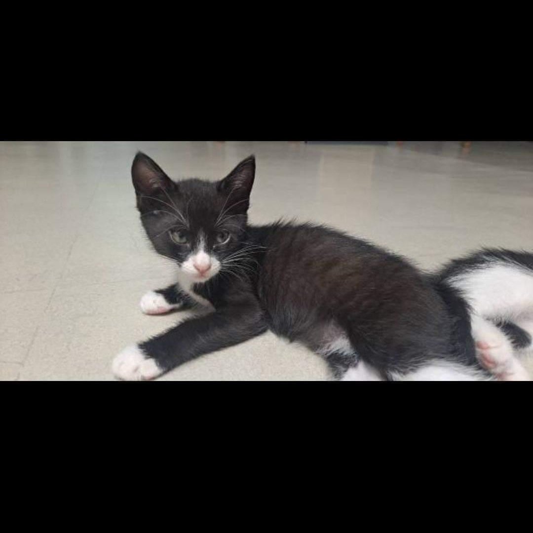 bamachom910's tweet photo. RT부탁드립니다❤3개월령 아기고양이들의 가족을 찾습니다🐱 아이들의 가족을 꼭 찾아주고 싶습니다! 묘연이 느껴지는 아이가 있다면 디엠 부탁드립니다😍
1. 마늘이(남아)-마늘 밭에서 구조된 아이입니다. 눈도 못 떴을 때 구조하여 수유하며 키운 아이라 그런지 사람을 좋아합니다 ㅎㅎ https://t.co/38iuQFfFKD