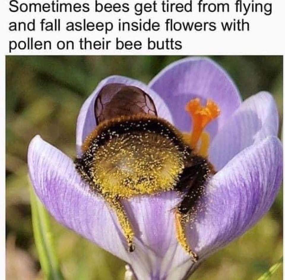 MelJadewriter's tweet photo. Oh to be a bee and sleep in a flower 💜 #bees https://t.co/4iCeNM1aVw
