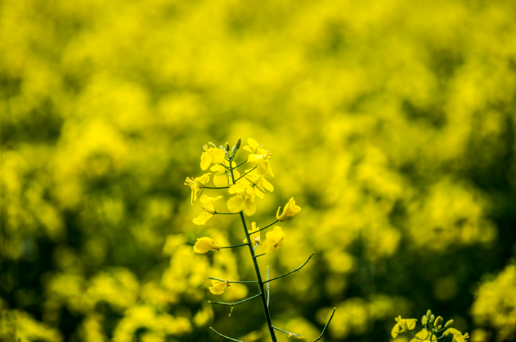 Catch up on the #GRDCUpdates online on canola - Better canola establishment - @Master4Colin @NSWDPI_AGRONOMY - Blackleg & sclerotinia - Maurie Street @GrainOrana & Kurt Lindbeck @NSWDPI_AGRONOMY - Hyper yielding canola agronomy - @brill_ag 👉 bit.ly/3LNQiME