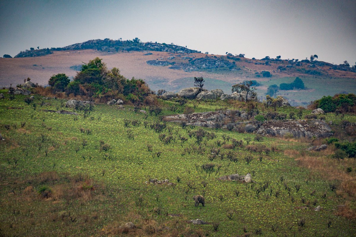 DrSamuelCBoone's tweet photo. Congrats to Malcolm McMillan on the 1st paper from his PhD out in @AGU_GCubed!

Teaming up w/ @Rafiki_PN, we investigate the enigmatic geodynamic origins of the misty Nyika Plateau (>2500 m), towering above the tropical grasslands of Malawi and Zambia. 

https://t.co/VyVkAS8yoH https://t.co/DjJO5HdoB8