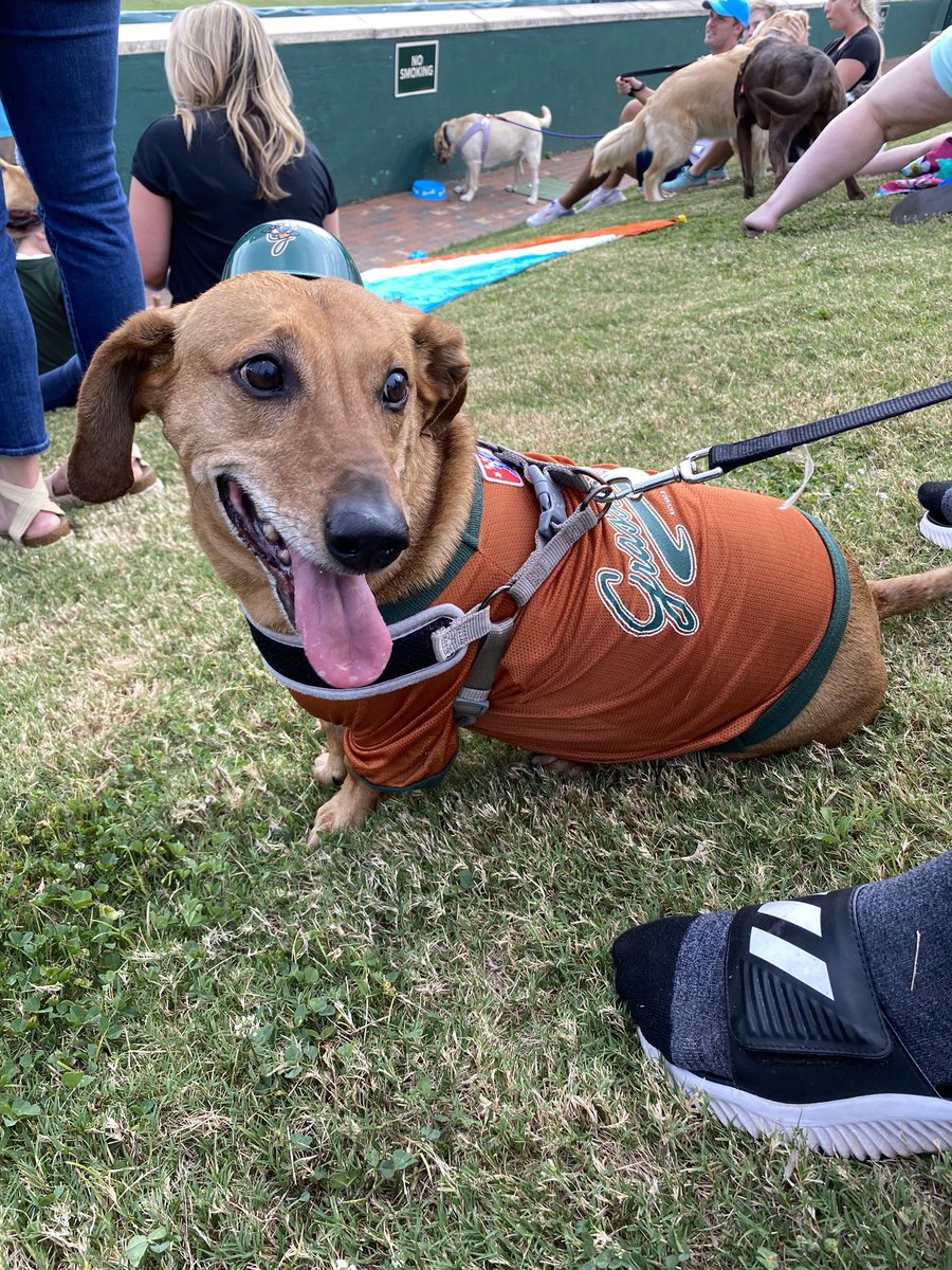 HVarrasse's tweet photo. Milo loves going to the Greensboro Grasshoppers games!!! #NWDogDugoutSweepstakes and @GSOHoppers https://t.co/1Pl6Xmo11W