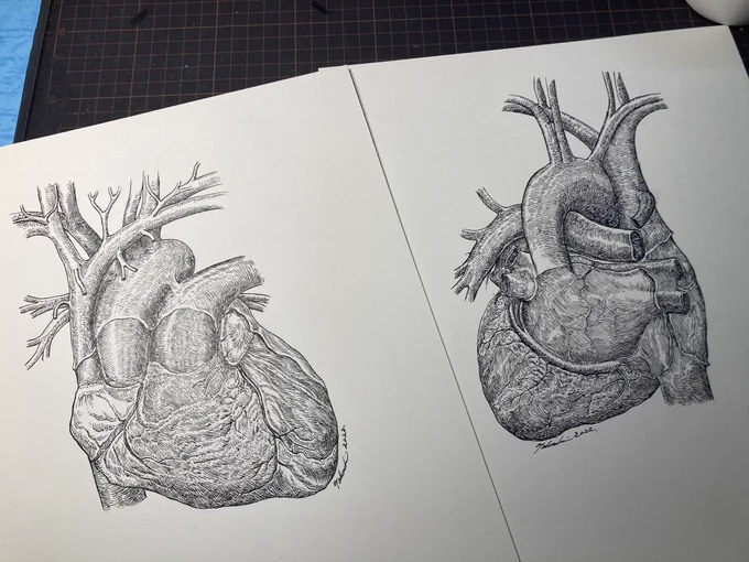 今日は #健康ハートの日 らしいので先日描いた心臓のイラストレーションを貼ります。初めて描いた心臓でもあります。 