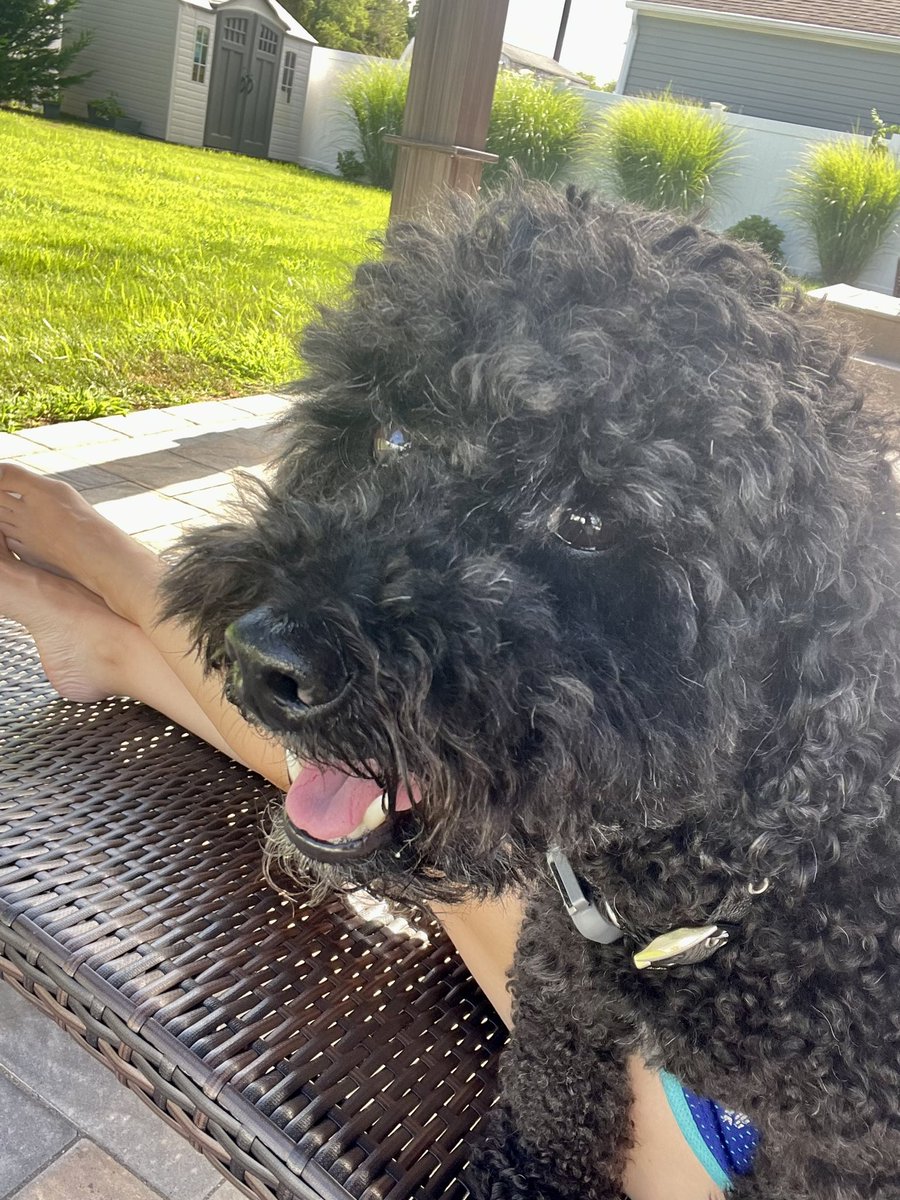 shadgoldendood's tweet photo. Happy #TongueOutTuesday friends. #myfurrysonshadow #dogsoftwitter #minigoldendoodle https://t.co/P7DWCgJM5n