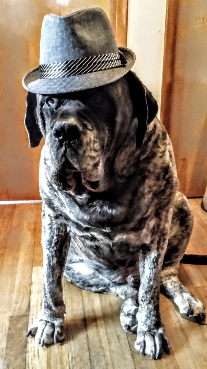 #StopAnnoyingEveryoneWith your tiny yapping dogs‼️