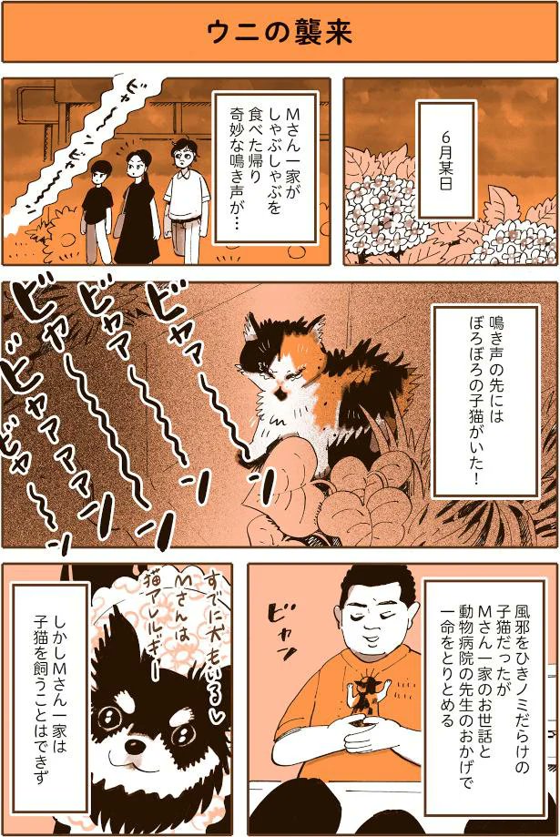 『うちの猫は仲が悪い』の出張掲載、今回はウニが来た経緯です!
赤ちゃんウニと嫌すぎてソファにめり込むフミちゃんの写真も添えさせてください。
ぼろぼろの子猫と遭遇! 新しい子をお迎えすることになりました/うちの猫は仲が悪い - レタスクラブhttps://t.co/HNUHAMXn0S