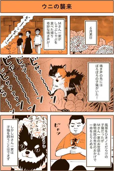 『うちの猫は仲が悪い』の出張掲載、今回はウニが来た経緯です!

赤ちゃんウニと嫌すぎてソファにめり込むフミちゃんの写真も添えさせてください。

ぼろぼろの子猫と遭遇! 新しい子をお迎えすることになりました/うちの猫は仲が悪い - レタスクラブhttps://t.co/HNUHAMXn0S 