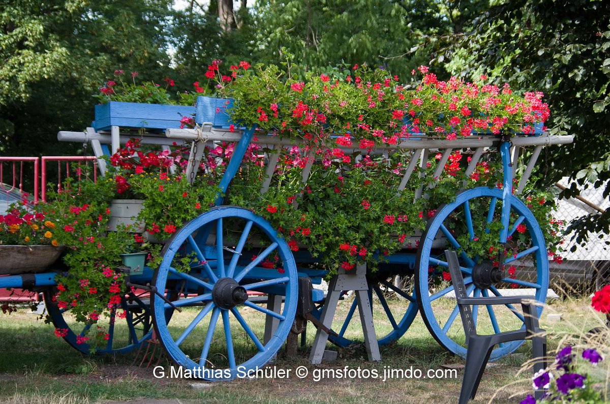 Old car decorated with flowers #Flowers #garden #GartenEinsichten #decoration  #gmsfotos @BurgPosterstein @ThePhotoHour