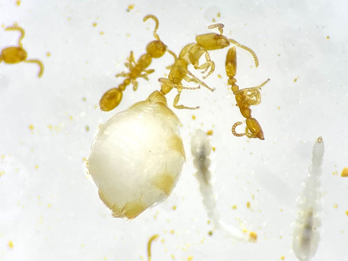 Another good find at #antcourse Vietnam. A colony of Leptanilla! ⁦<a href="/AntsProject/">The Ants of the World Project</a>⁩