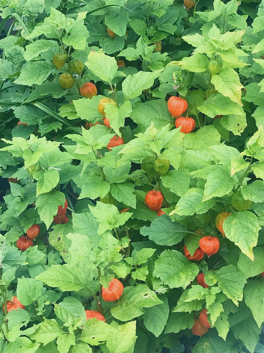 #ChineseLanternPlant #Plants #Summer #SaveTheBees #Gardening #GardeningFun #GardenersWorld #Garden #Gardens #GardensOfTwitter #Gardeners #Gardener #Plant #Plantlife #PlantWorld 🐝 #Plantlover #Gardenlife #ChineseLantern