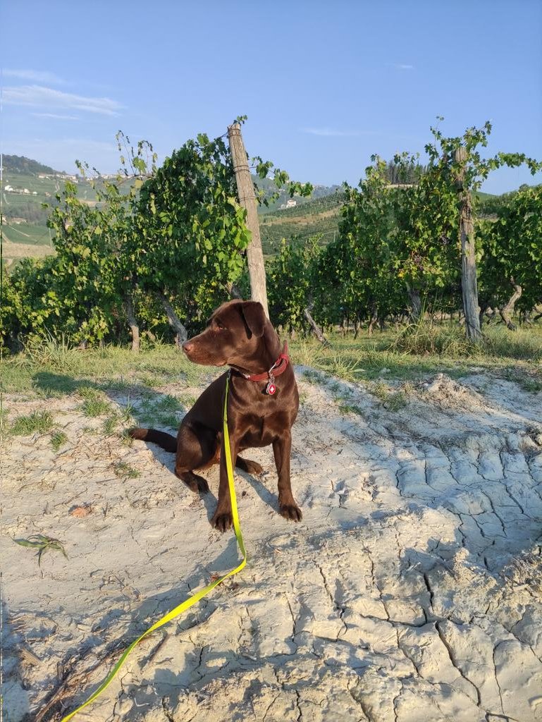 Good morning to all. What a scenery for a morning dog walk. 🥰 #familytime #cleoontour #italiapiemonte
