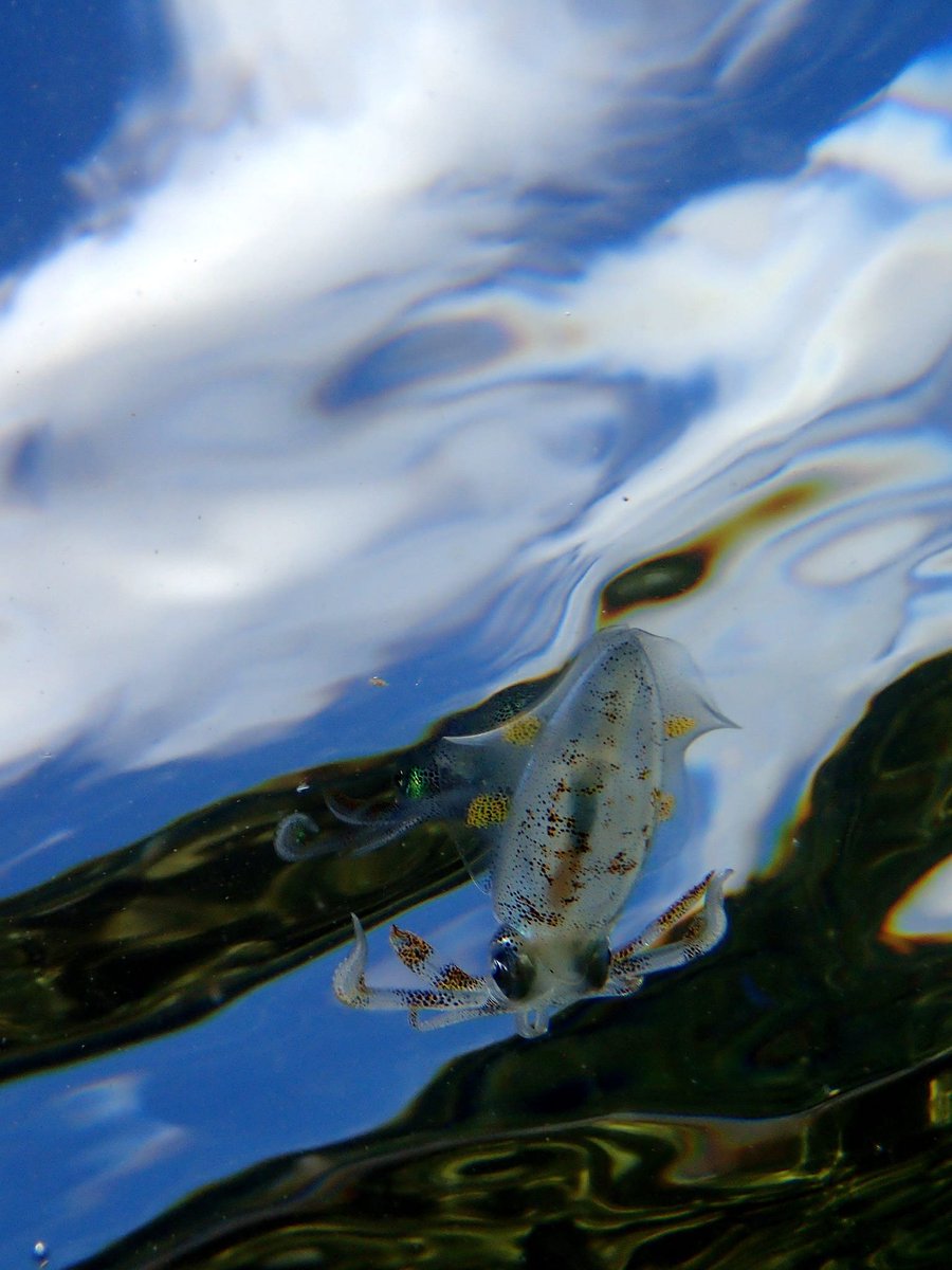 DIVESHOPTAIL's tweet photo. 空が好き

雲が好き

海が好き

#水中写真 #ダイビング #伊豆 #アオリイカ https://t.co/AXWY4J9hDi