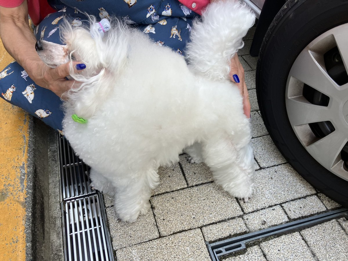 タグ 迷子犬 の注目ツイート 15ページ目 メガとんトラック