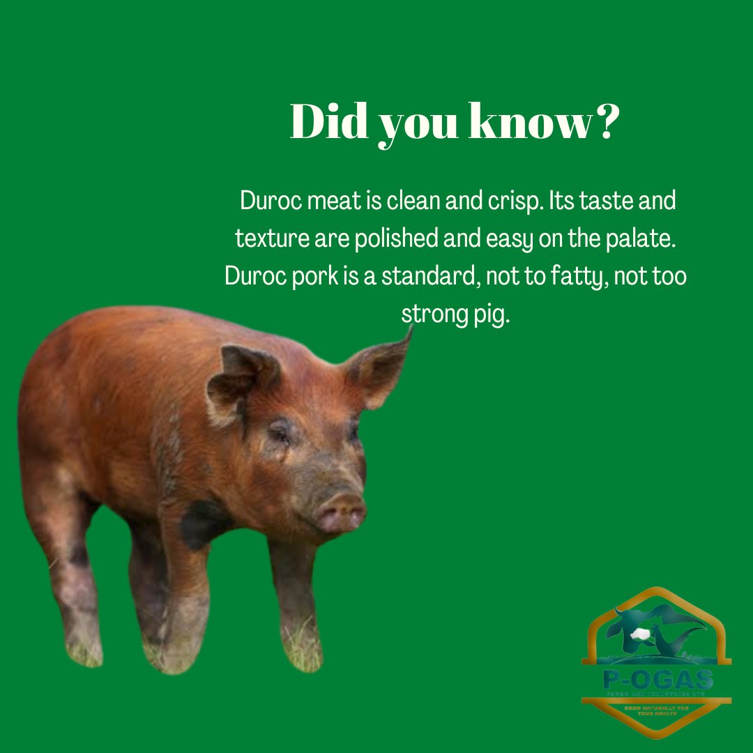 ogasfarms's tweet photo. When we say buy from P-Ogas Farms and industries we know what we produce - fresh and healthy pigs, which is highly nutritious, healthy and beneficial to your health.

We are here to help you start your own pig farm.

DM us! https://t.co/T1RxhZIEMj