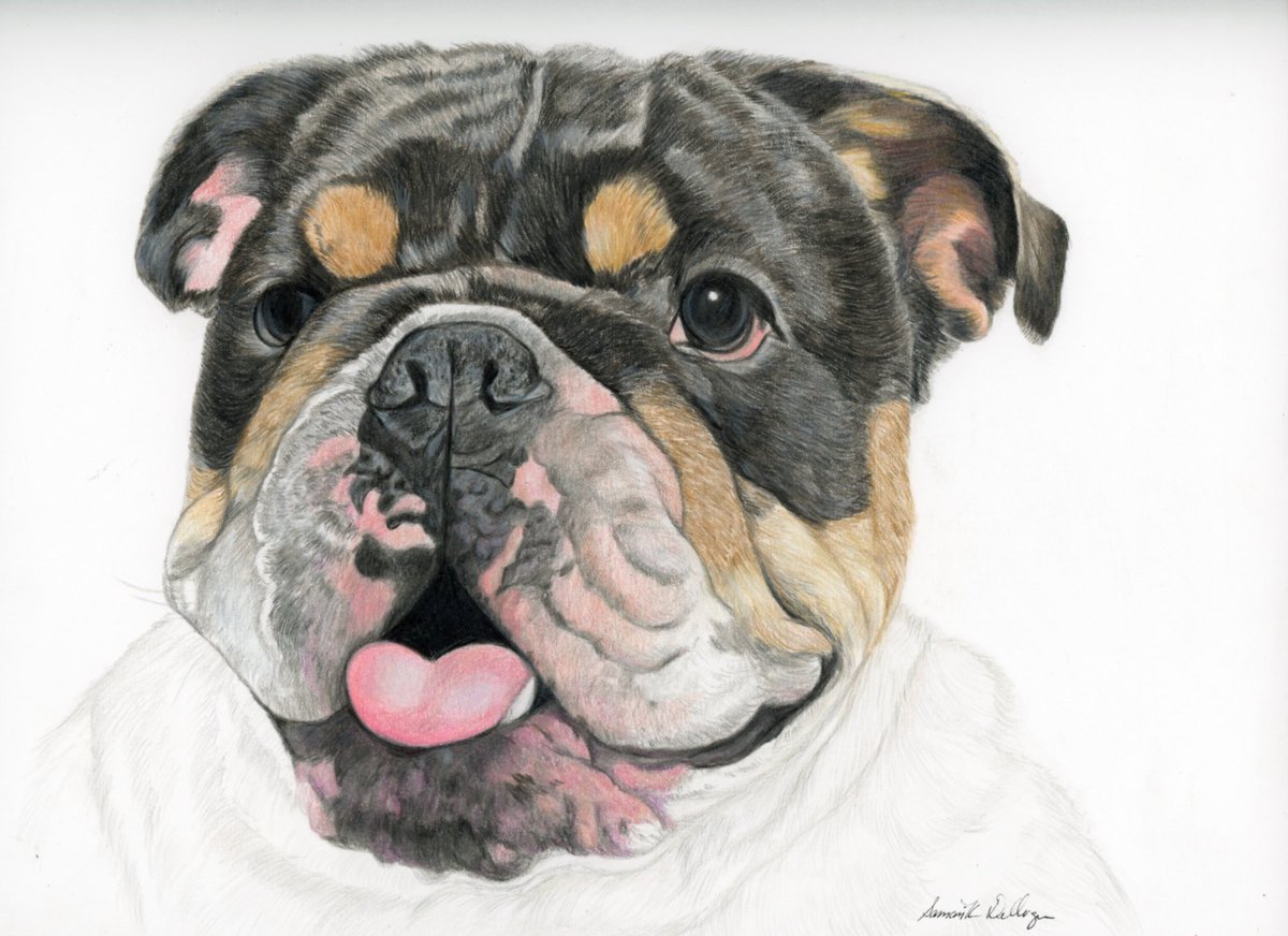 Just finished this colored pencil drawing of an #englishbulldog for a client. I love to #draw the boooodawgs! ☺️