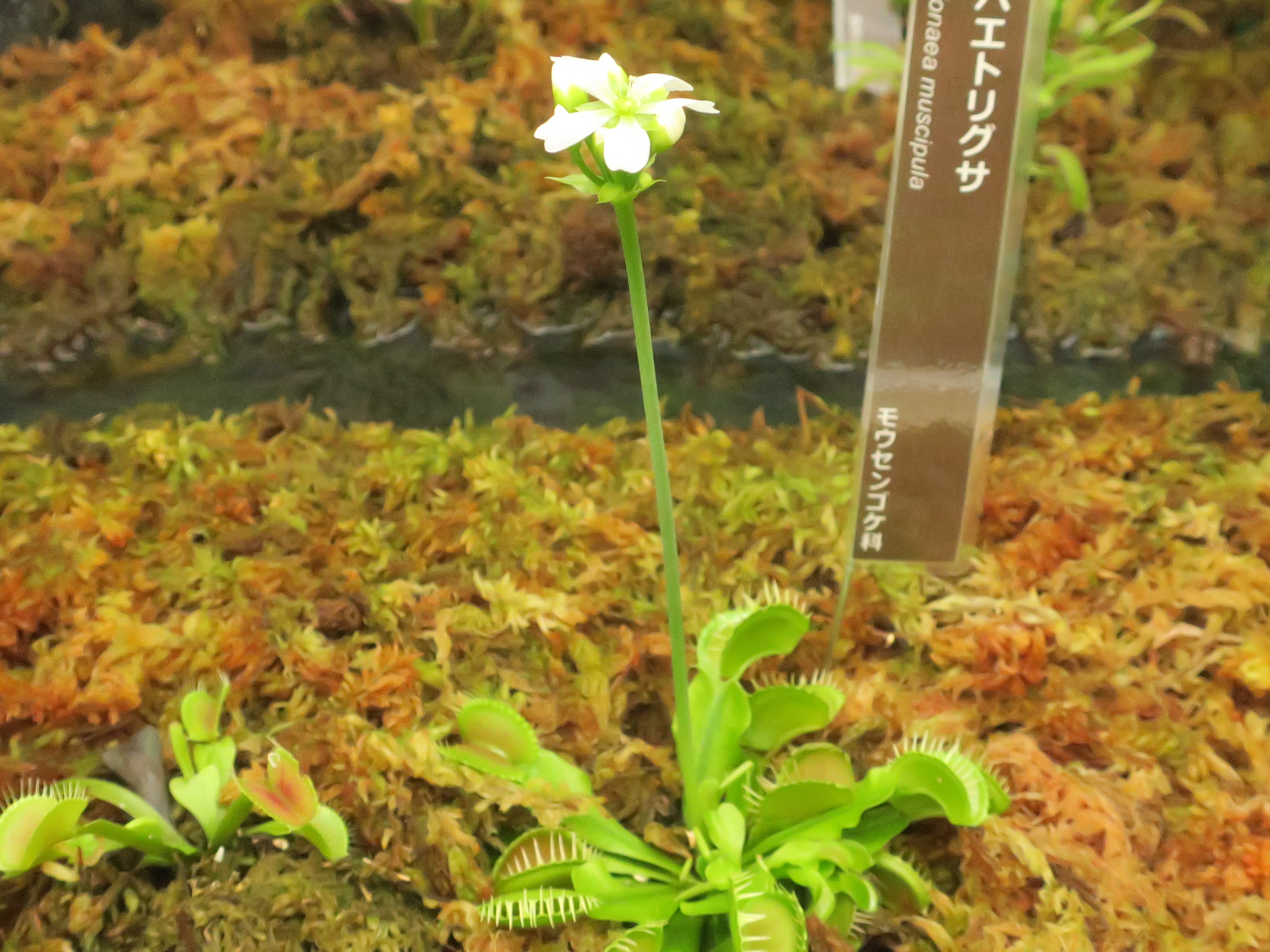 神代植物公園 ニュース ハエトリグサの花 花が咲くと弱ることがあるので 栽培するときは切った方が安心 食虫植物展 8 14 にて 食虫植物 神代植物公園 ハエトリグサ T Co Mztgazgdw9 Twitter