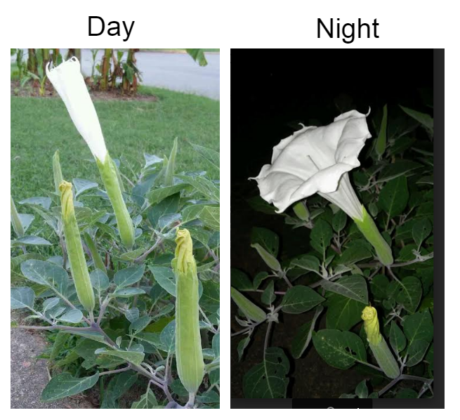 SailorTree's tweet image. moonflower