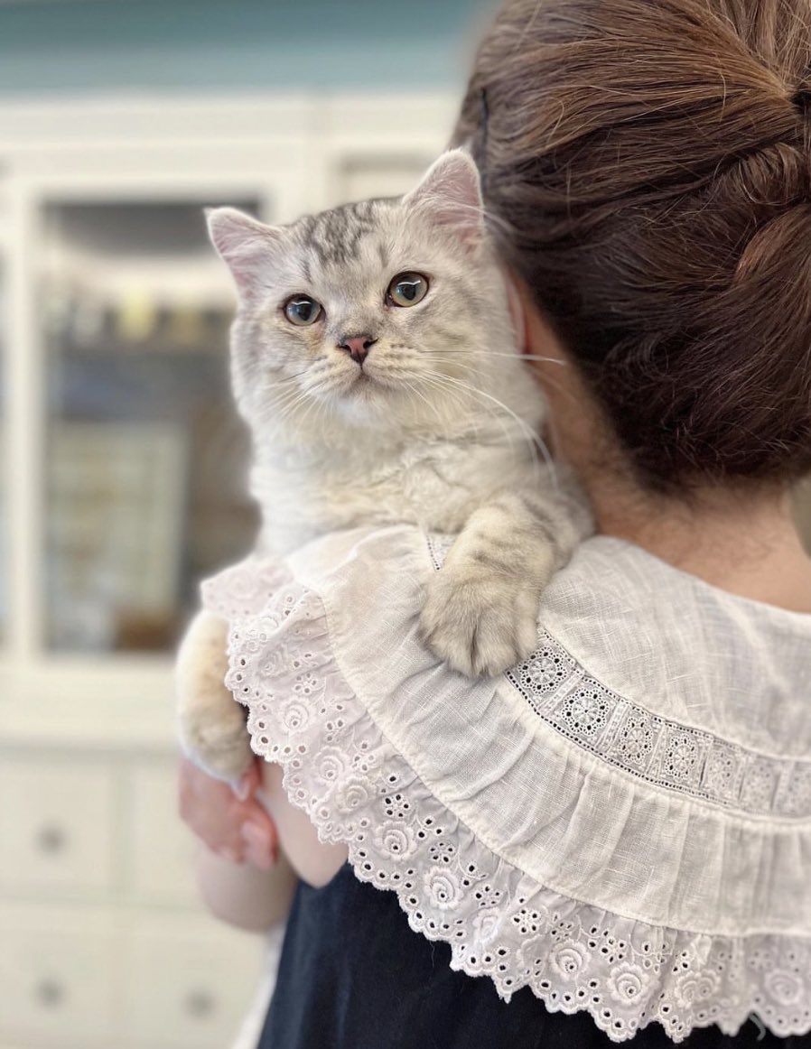 くすみカラー スマホカバー 猫 スマホケース手帳型全機種対応