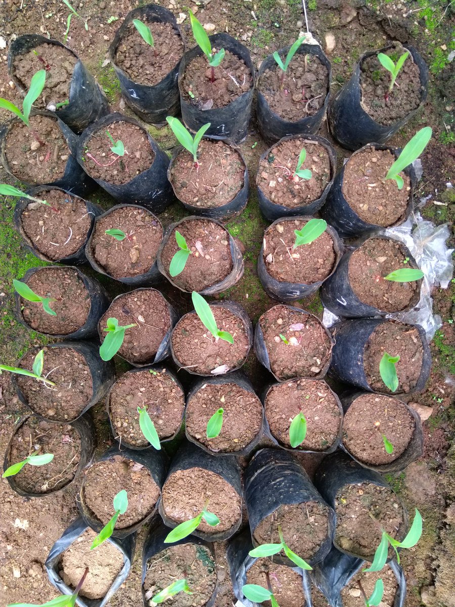 So they are growing well
#cropresearch #corn