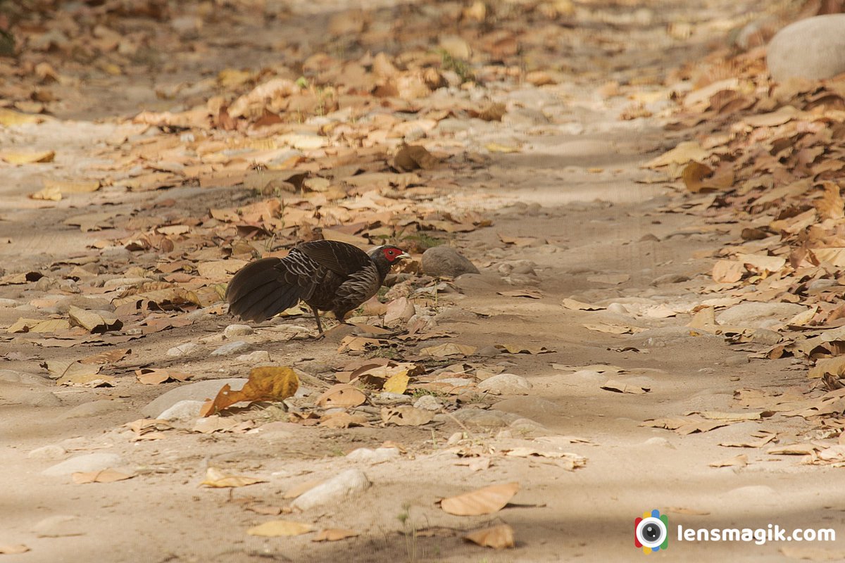 np_photographer's tweet image. Kalij Pheasant bit.ly/KalijPheasant Pheasant In India #kalijpheasant #pheasantbird #gamebird #gamebirdofasia #kaleejepheasant #birdsofIndia #corbettnationalpark