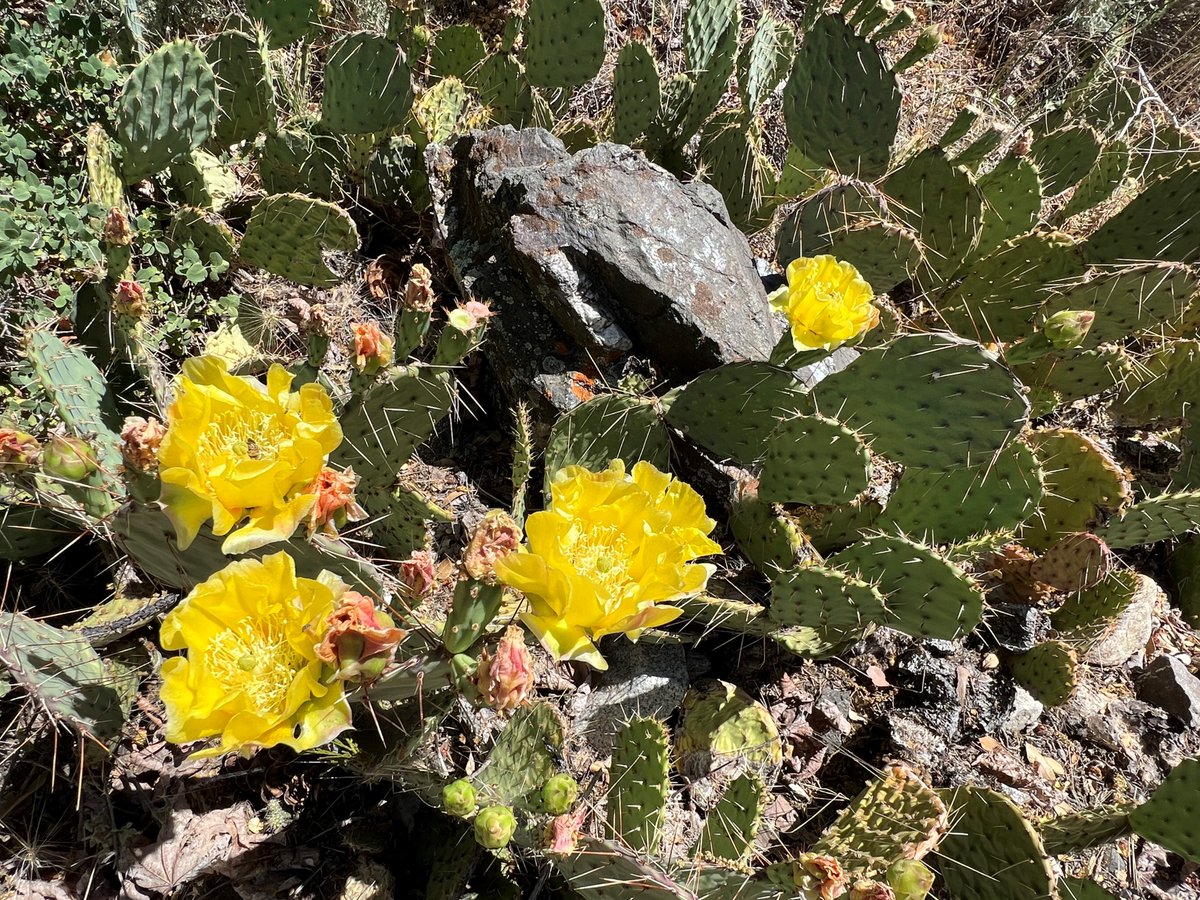 Angeles National Forest tweet media
