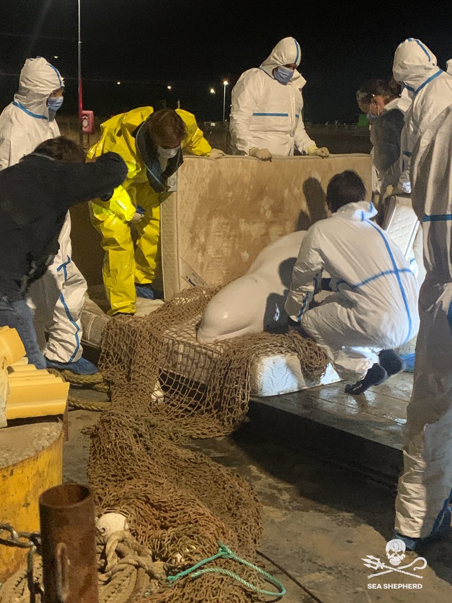 SeaShepherdFran's tweet image. Le béluga a été sorti de l’eau après de longues heures de préparation et d’efforts. Bravo aux équipes impliquées d’avoir relevé ce défi.Les premiers examens médicaux ont été faits, les résultats seront bientôt connus. Le béluga va maintenant prendre la route vers Ouistreham.