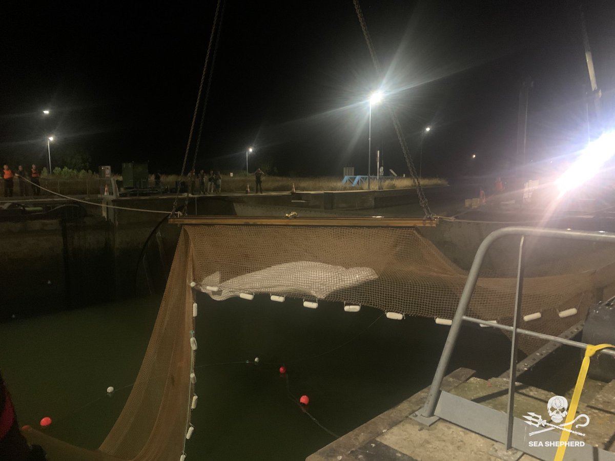 SeaShepherdFran's tweet image. Le béluga a été sorti de l’eau après de longues heures de préparation et d’efforts. Bravo aux équipes impliquées d’avoir relevé ce défi.Les premiers examens médicaux ont été faits, les résultats seront bientôt connus. Le béluga va maintenant prendre la route vers Ouistreham.