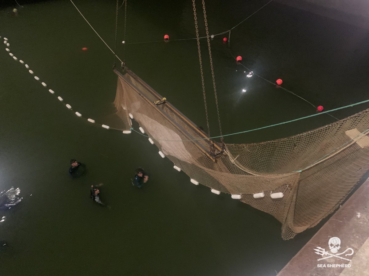 SeaShepherdFran's tweet image. Le béluga a été sorti de l’eau après de longues heures de préparation et d’efforts. Bravo aux équipes impliquées d’avoir relevé ce défi.Les premiers examens médicaux ont été faits, les résultats seront bientôt connus. Le béluga va maintenant prendre la route vers Ouistreham.