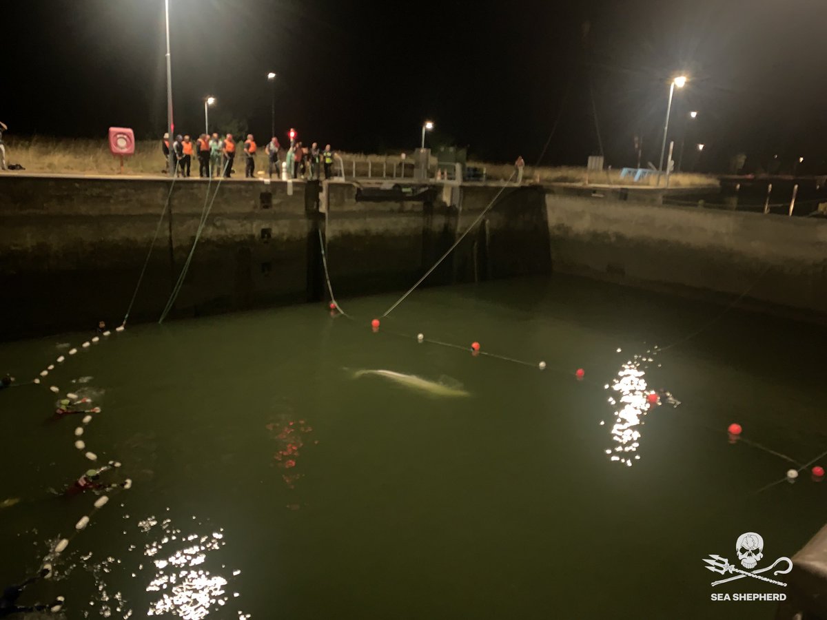 SeaShepherdFran's tweet image. Le béluga a été sorti de l’eau après de longues heures de préparation et d’efforts. Bravo aux équipes impliquées d’avoir relevé ce défi.Les premiers examens médicaux ont été faits, les résultats seront bientôt connus. Le béluga va maintenant prendre la route vers Ouistreham.