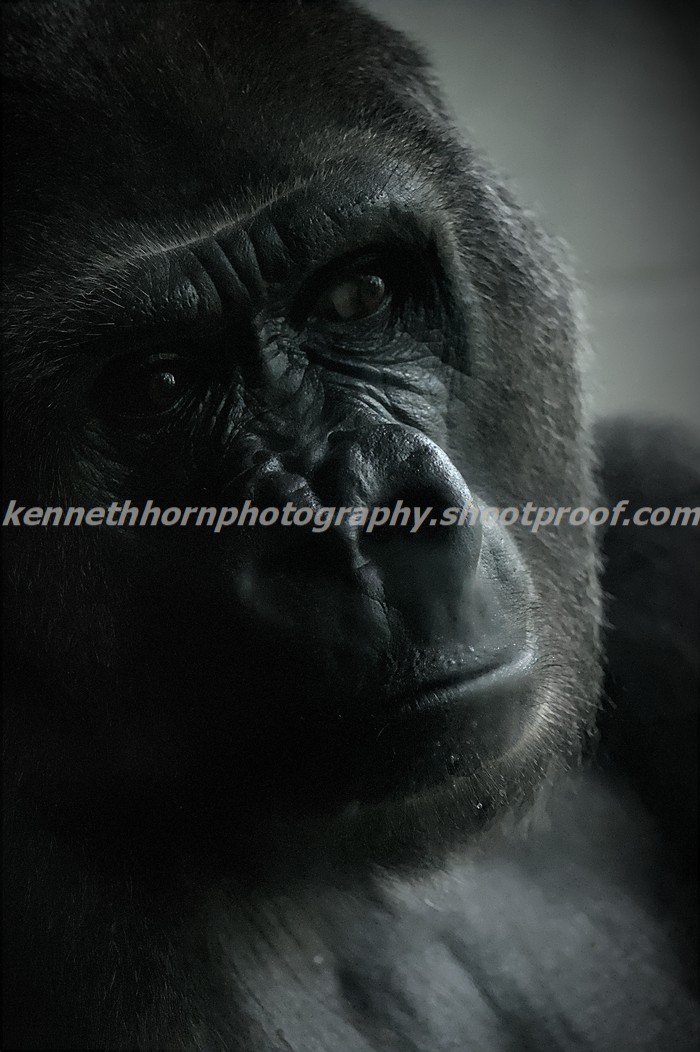 itsKscribs's tweet photo. Took a portrait of this guy at the Kansas City Zoo. https://t.co/86VVe5tsWO