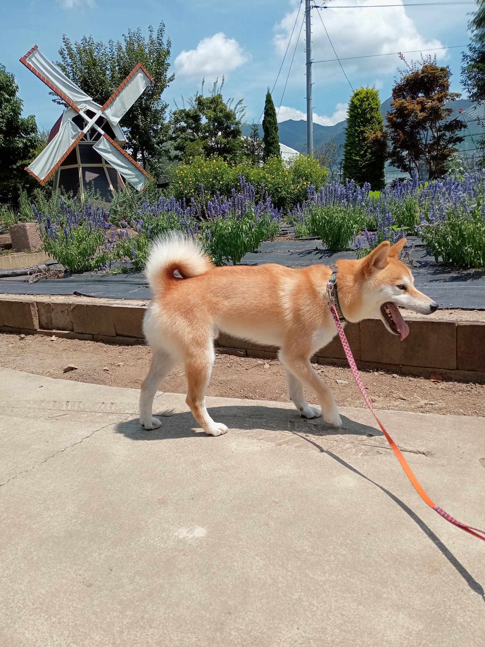なにゃー ラベンダーキレイだね 柴犬 柴犬のいる暮らし 柴犬を崇めよ 柴犬のいる生活 柴犬大好き ラベンダー 勝沼ハーブ庭園 犬好きさんと繋がりたい T Co Br58tvpmyq Twitter