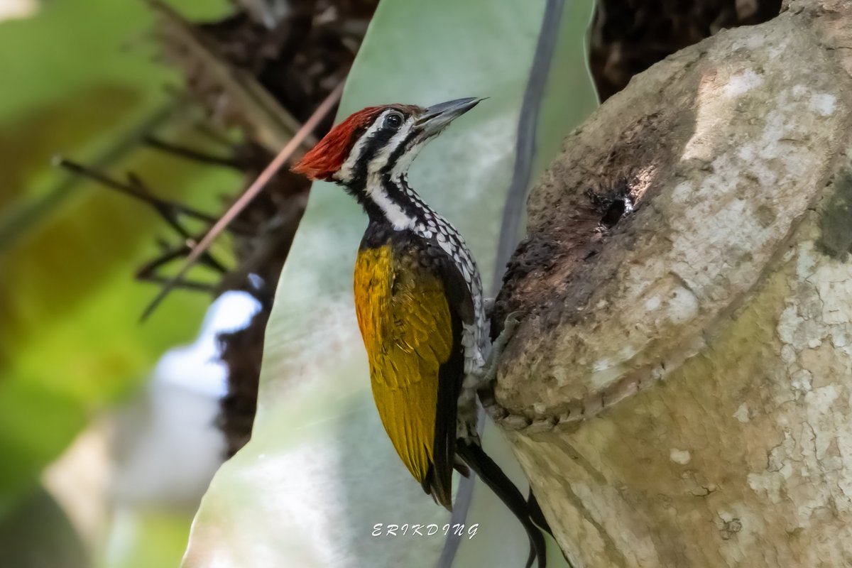 ErikDing868's tweet photo. #commonflameback
#birds #birdwatching #bird #nature #birdphotography #birdsofinstagram #wildlife #naturephotography #birding #wildlifephotography #birdlovers #photography #naturelovers #birdstagram #birdlife #canon #animals #bestbirdshots #photooftheday #BBCWildlifePOTD https://t.co/OFGG3uQKXL