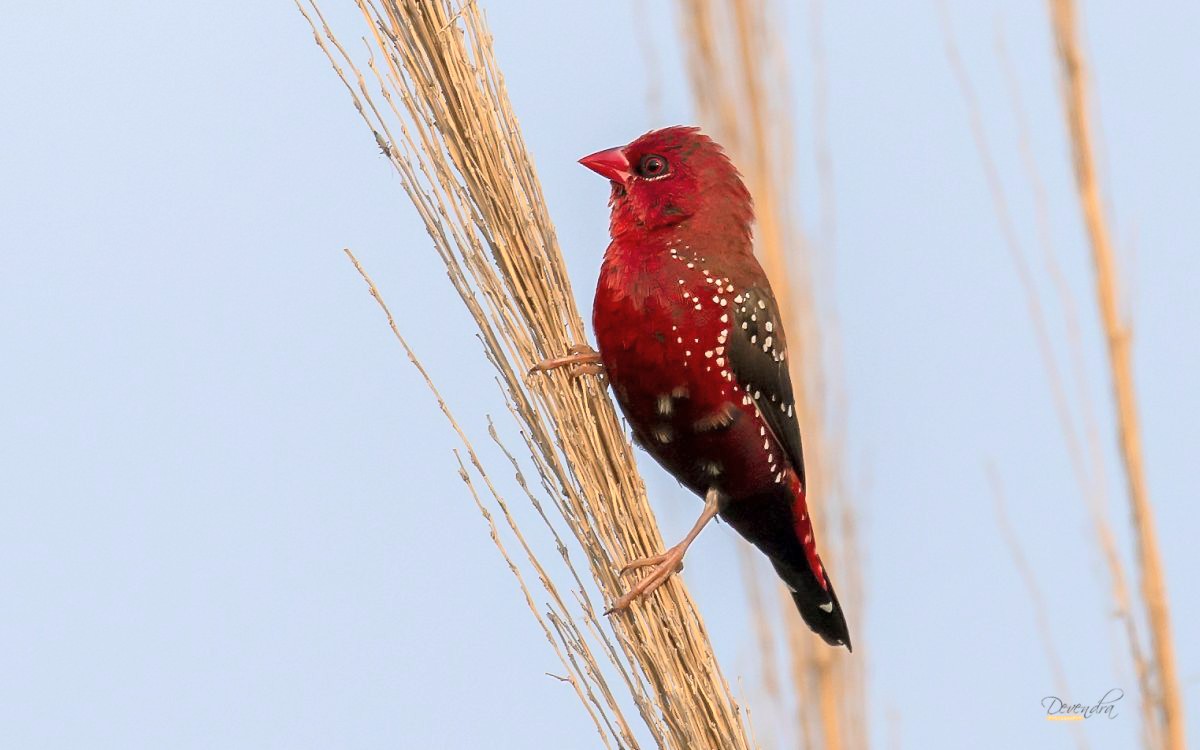 2Pitta's tweet photo. Red Munia, Red Avadavat, Strawberry Finch. Someone is in full wedding suit breeding plumage. #indiaves
#birding #TwitterNatureCommunity
#redmunia #redavadavat #strawberryfinch #birds_private #birdsscape #birdwatching #BirdsPhotography #birds_of_indian_subcontinent #birdsextreme https://t.co/l1Bvbt1OAl