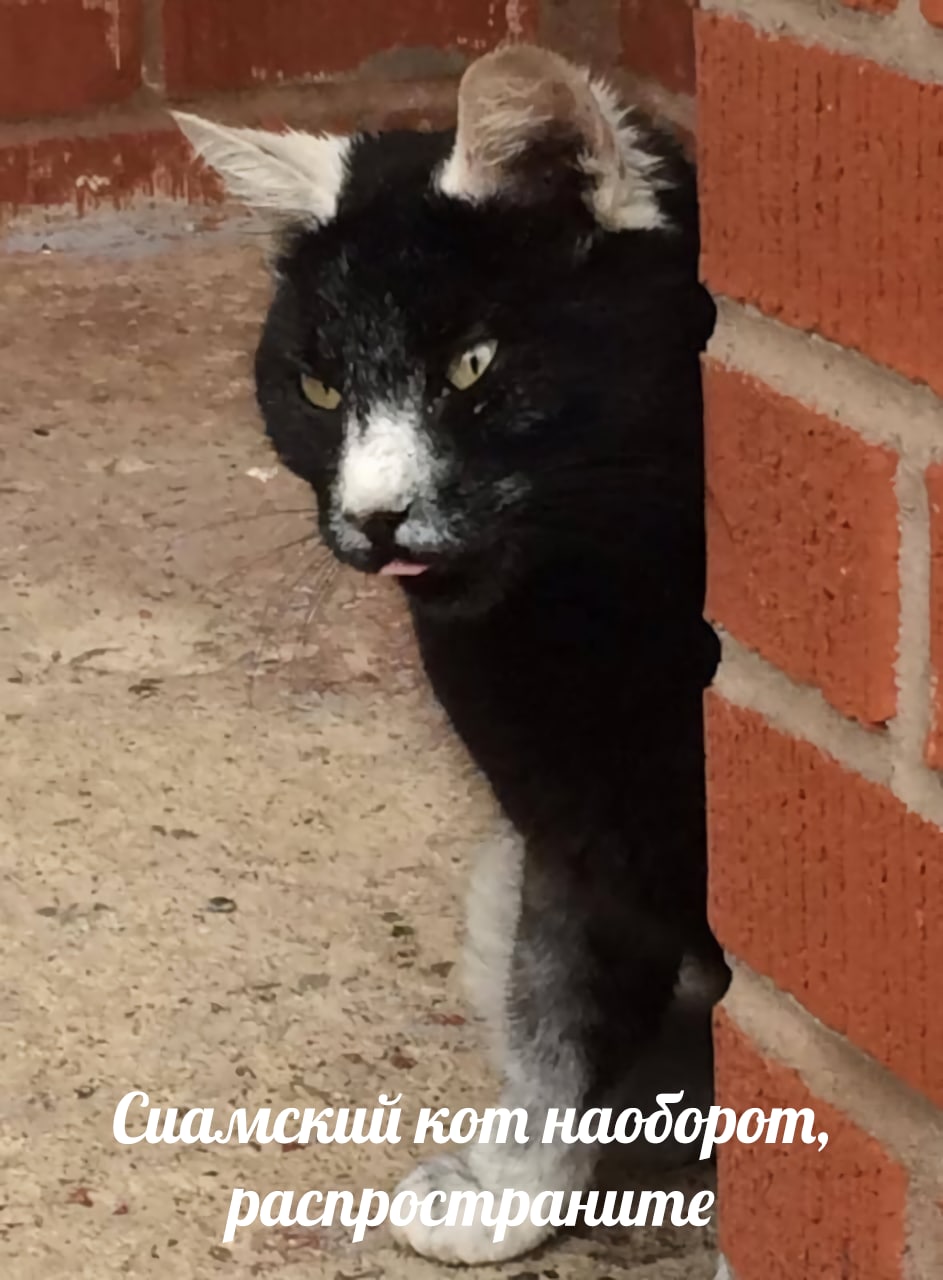 Коты с двумя хвостами