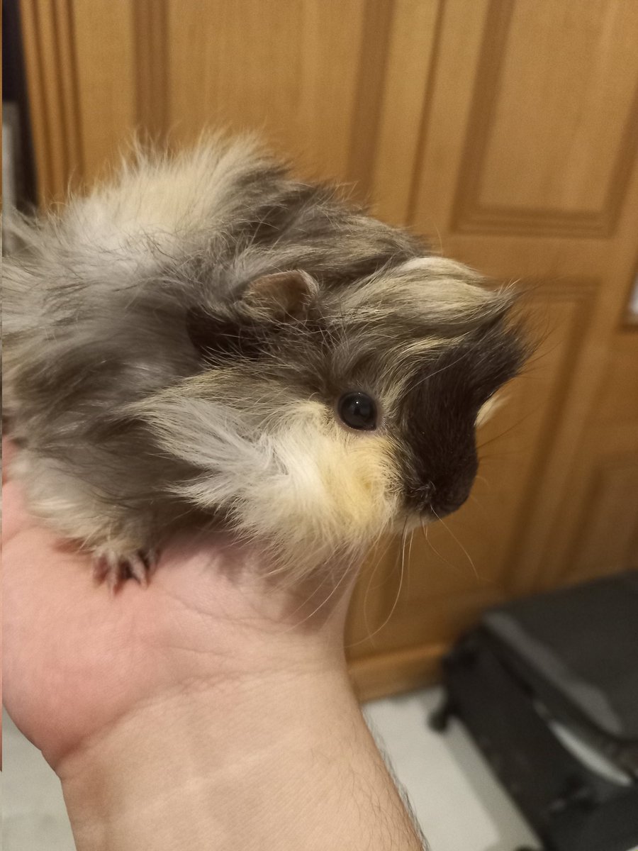 Meet Sire Wiggles and Yeti (short for yet to be named, and yes that is his name now xD)