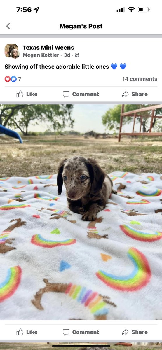 Taking donations so i can buy my dream pup 🥺🥺🥺🥺 pls