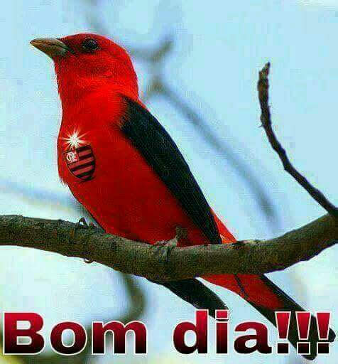 تويتر \ Flamengo على تويتر: تويتر \ Flamengo على تويتر:
