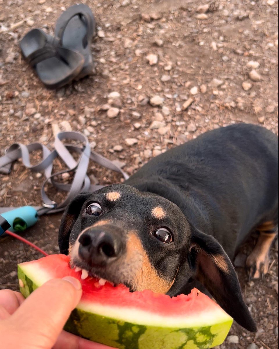 Lisa Bright, PhD tweet media