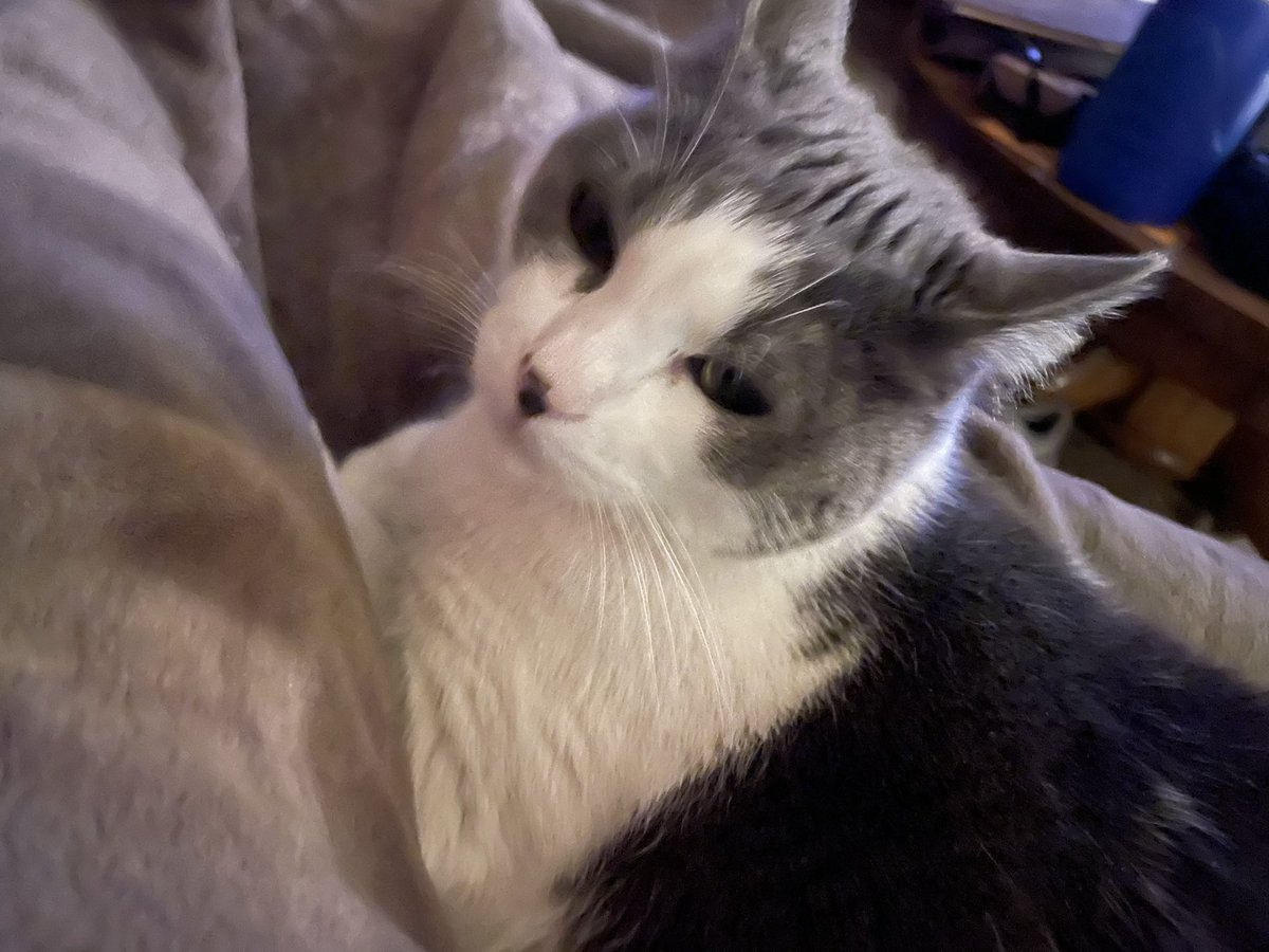 Romulus: The Emperor’s Champion tweet media