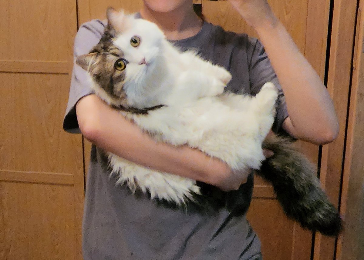 miro_1228's tweet photo. 진짜로 한바가지임

우리고양이 이렇게 커질줄 몰랐음

신기함 https://t.co/H3FsqNte3o