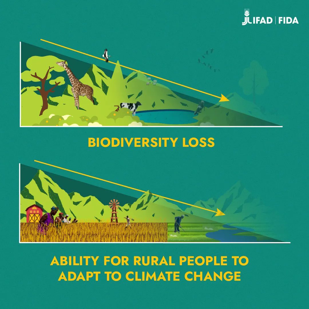 UN Environment Programme (@unep) on Twitter photo Conserving and restoring ecosystems can help rural communities adapt to the impacts of climate change.
📷: <a href="/IFAD/">International Fund for Agricultural Development</a> Conserving and restoring ecosystems can help rural communities adapt to the impacts of climate change.
📷: <a href="/IFAD/">International Fund for Agricultural Development</a>